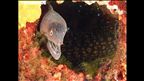 Épisode 15 : Le Toro, îles Cerbicales