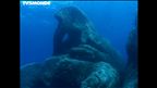 Épisode 18 : La Tête de mort (golfe d'Ajaccio)