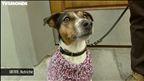 Épisode 57 : Vienne, Autriche : le permis pour chiens