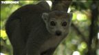 Épisode 10 : Le pays des lémuriens – Madagascar