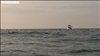 Épisode 18 : Dauphins du Pacifique – Chili