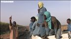 Épisode 39 : Le brûlage de la canne à sucre – Sénégal