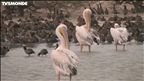 Épisode 40 : Le parc animalier du Djoudj – Sénégal