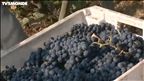 Épisode 51 : Les vendanges au pays du porto – Portugal