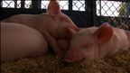 Épisode 11 : Pour l'amour du bacon