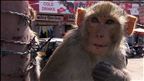 Des macaques dans l'appart